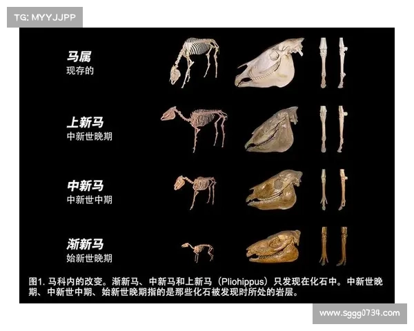 马的脚趾结构与其他动物的对比分析及其进化意义探讨 马的脚趾结构与其他动物的对比分析及其进化意义探讨